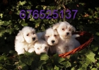 Preciosos Bichon Maltes a buen precio. Tarragona - mejor precio | unprecio.es