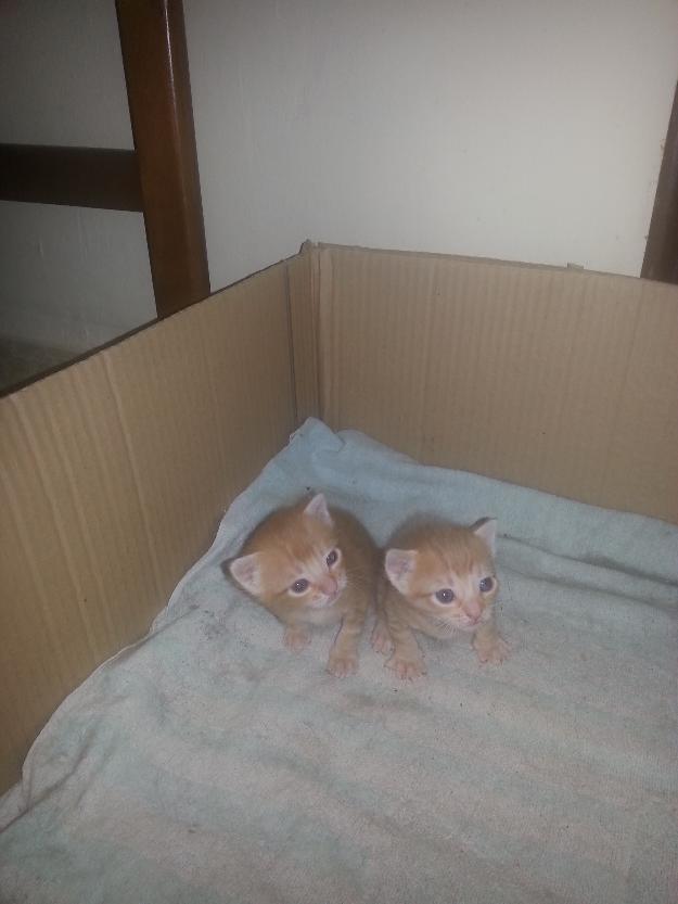 Regalo gatitos