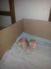 Regalo gatitos - mejor precio | unprecio.es