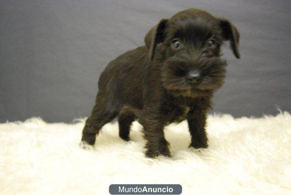 Schnauzer miniatura, en todos los colores, SOMOS CRIADORES PROFESIONALES