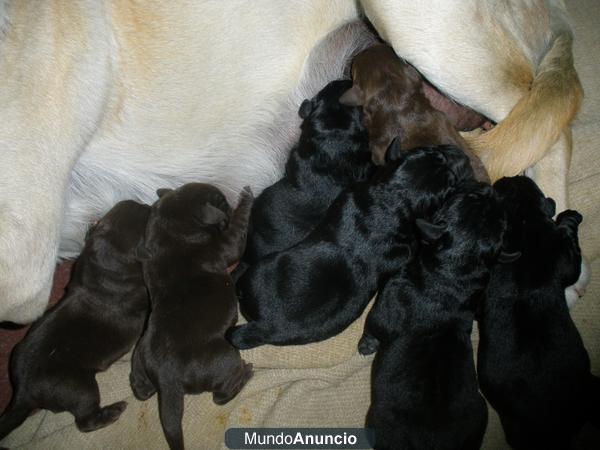 VENDO CACHORROS LABRADOR  COLOR NEGRO Y CHOCOLATE