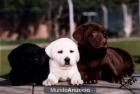 ADOPTO O COMPRO CACHORRO MACHO DE DALMATA O LABRADOR NEGRO O CHOCOLATE - mejor precio | unprecio.es