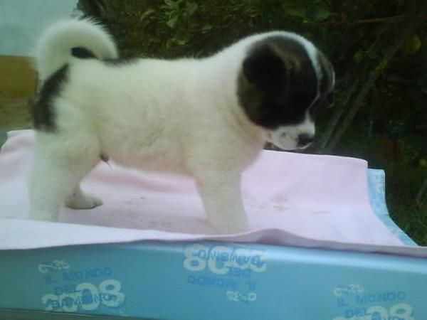 akita americano