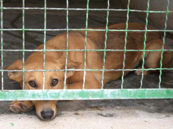 ARI, cachorrote x p.alemán ….. en la triste perrera