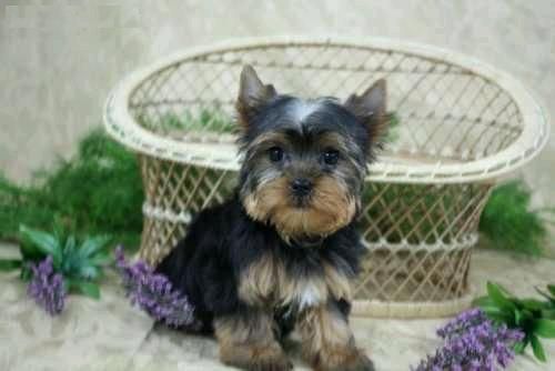 Cachorro yorkshire terrier