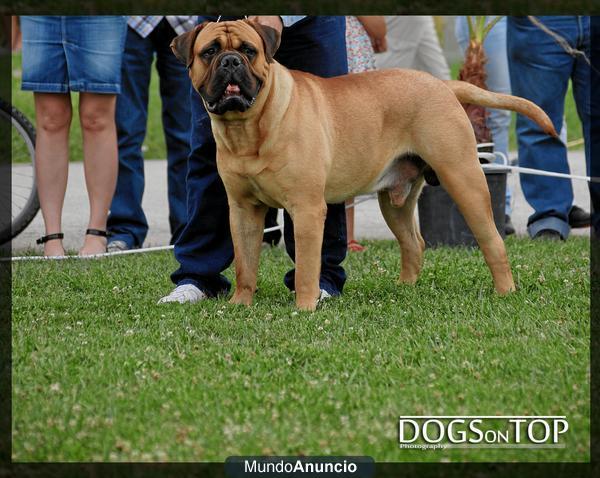 cachorros de bullmastiff