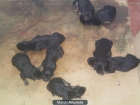 cachorros de pastor aleman - mejor precio | unprecio.es