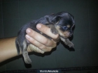 Camada Yorkshire Terrier - mejor precio | unprecio.es