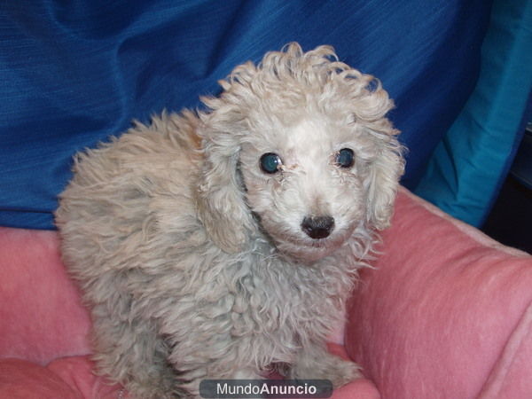 CANICHE ENANO