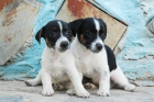 Impresionantes cachorros de jack russel, pura raza - mejor precio | unprecio.es