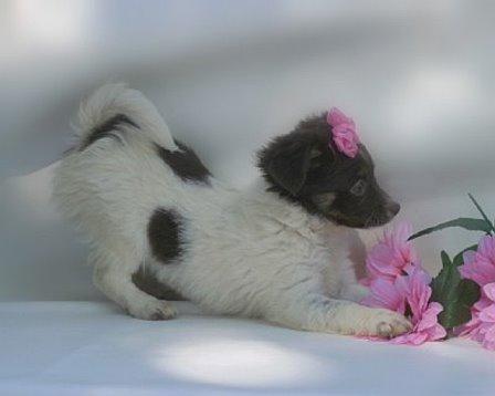 Perrito de Chihuahua para la Navidad.