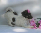 Perrito de Chihuahua para la Navidad. - mejor precio | unprecio.es