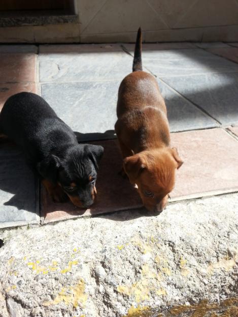 Pincher enano dos perritas