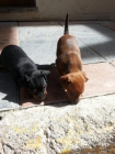 Pincher enano dos perritas - mejor precio | unprecio.es