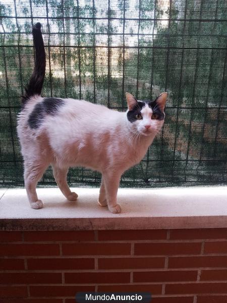 Se regala gato adulto por no poder tenerlo en casa mas