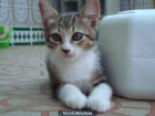 Se regalan gatitos - mejor precio | unprecio.es