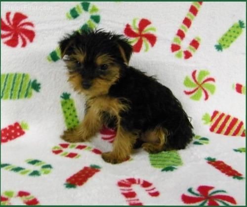 Se venden cachorritos toy de Yorkshire terrier . Muy guapetones y excelente calidad y cantidad de pelo. Criados en ambie