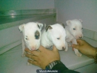 vendo cachorros de bullterrier - mejor precio | unprecio.es