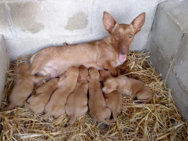 VENTA DE CACHORROS DE PODENCO, SOLO HEMBRAS