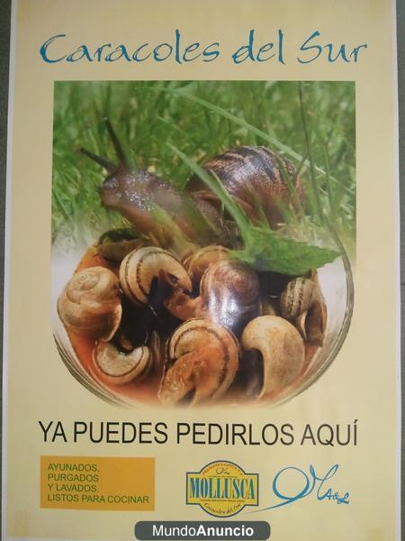 venta de caracoles vivos