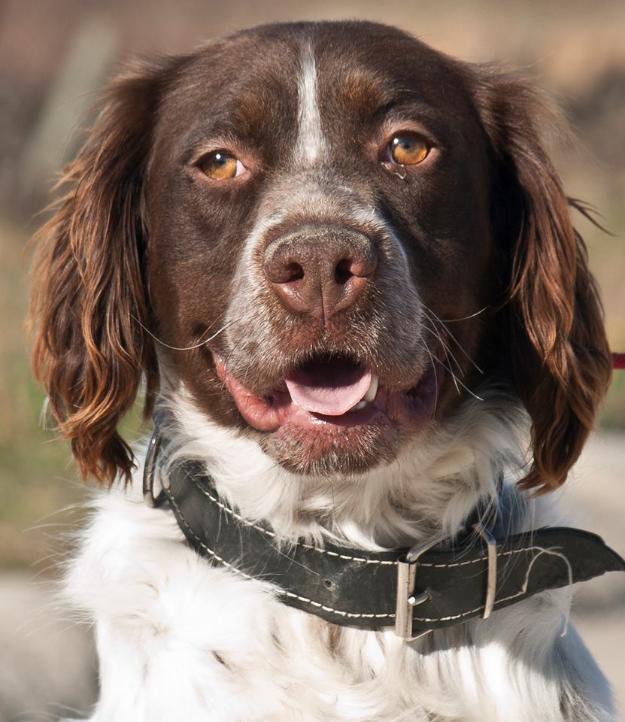 Brown, precioso bretón en adopción