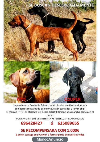 2 PERROS PERDIDOS!SEGUIMOS BUSCANDOLOS!!