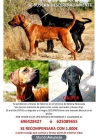 2 PERROS PERDIDOS!SEGUIMOS BUSCANDOLOS!! - mejor precio | unprecio.es