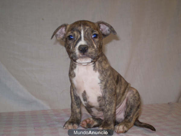 American Stanfordshire Camada disponible con Pedigre