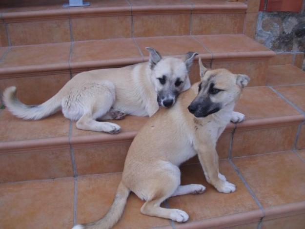 Cachorros cruce de mastín, LES SACRIFICAN EN BREVE