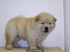 Chow Chow Preciosos Cachorros - mejor precio | unprecio.es