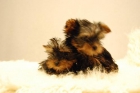 Color negro y marron _ www.animalflower.com _  Cachorritos espetacular Yorshire toy - mejor precio | unprecio.es