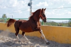 ESPECTACULAR KWPN - mejor precio | unprecio.es