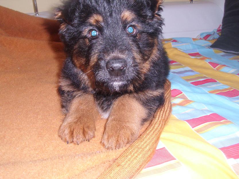Se llama Rambo, lo doy en adopción