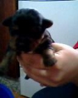 SE VENDE CRIA DE YORKSHIRE TERRIER - mejor precio | unprecio.es