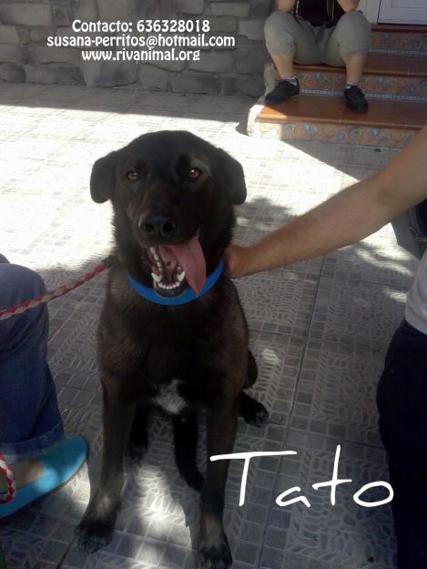 Tato  cachorro 10 meses x labrador necesita un hogar. rivas-madrid