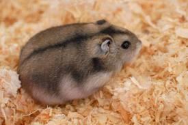 Vendo hamsters