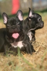 Cachorros de Bulldog Francés , machos & hembras , inscritos en LOE - mejor precio | unprecio.es