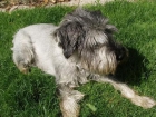 - ADOPTA: SCHNAUZER SAL y PIMIENTA --- - mejor precio | unprecio.es