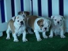 BULLDOG INGLES PURA RAZA Y ECONOMICOS - mejor precio | unprecio.es
