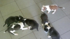 CACHORROS AMERICAN STANFORD - mejor precio | unprecio.es