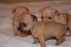 CACHORROS DE CHIHUHUAS CON MICROCHIP TAMAÑO TOY 500E - mejor precio | unprecio.es