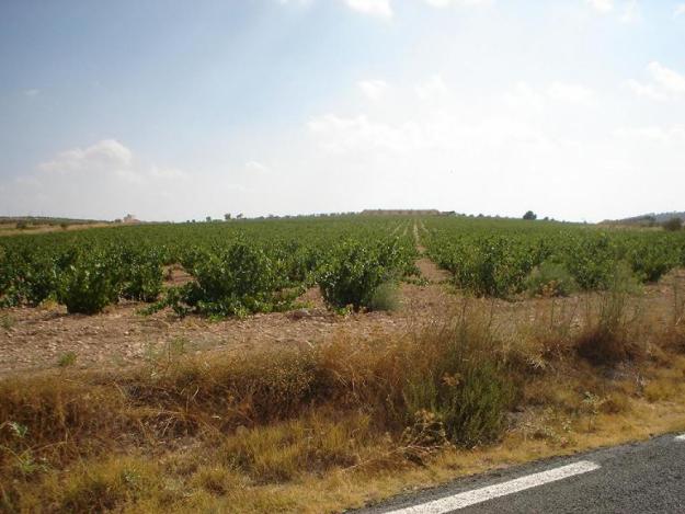 EXPLOTACION AGRICOLA VITIVINICOLA  CON 61 HA  DE TERRENO  PRECIO