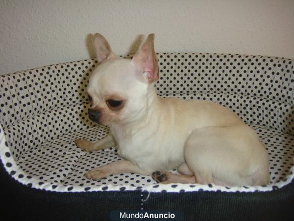 machito de chihuahua blanco