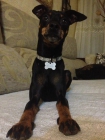 Mini pinscher busca novia - mejor precio | unprecio.es