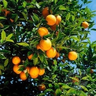 Naranjas y miel 100% natural - mejor precio | unprecio.es