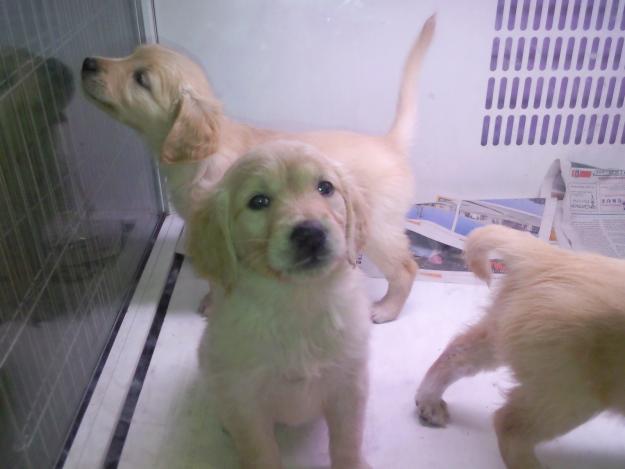 venta cachorros golden con pedigree