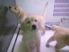 venta cachorros golden con pedigree - mejor precio | unprecio.es