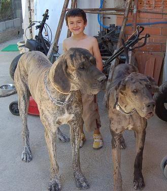 cachorro de dogo aleman