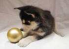 cachorro macho Siberian Husky (13 semanas) - mejor precio | unprecio.es