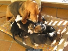CACHORROS  DE BASSET HOUND - mejor precio | unprecio.es